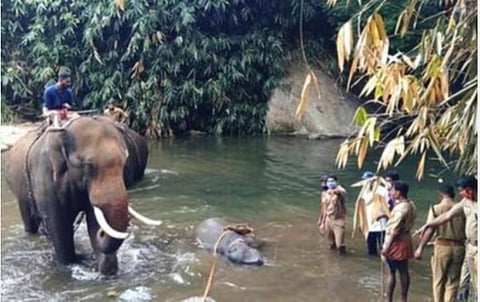 கேரளாவில் யானை உயிரிழப்பு: மத்திய, மாநில அரசுகளுக்கு உச்ச நீதிமன்றம் நோட்டீஸ்