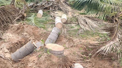 வெட்டப்படும் தென்னை மரங்கள்