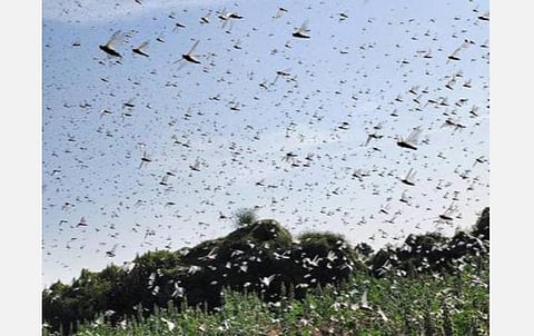 வடமாநிலங்களில் 3 லட்சம் ஹெக்டேரில் வெட்டுக்கிளிகள் அழிப்பு