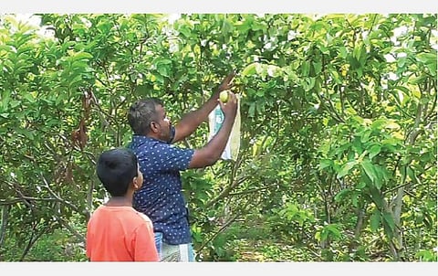 பழநி இடும்பன் மலை அடிவாரத்தில் தனது தோட்டத்தில் விளைந்துள்ள கொய்யா பழங்களைப் பறிக்கும் மகுடீஸ்வரன்.