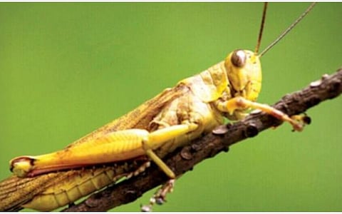 வெட்டுக்கிளிகளால் தொடரும் பாதிப்பு; 3.70 லட்சம் ஹெக்டேர் பரப்பில் கட்டுப்படுத்த மத்திய அரசு நடவடிக்கை