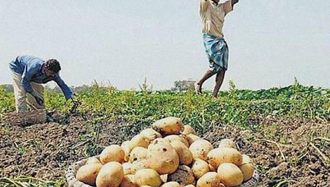 காய்கறிகள் பயிரிடும் விவசாயிகளுக்கு ஊக்கத்தொகை: தமிழக வேளாண் துறை அறிவிப்பு