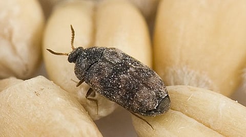 பிரதிநிதித்துவப் படம்.