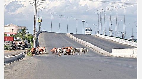 கரோனா பரவலை தடுக்க தமிழகம் முழுவதும் நேற்று தளர்வுகள் இல்லாத முழு ஊரடங்கு அமல்படுத்தப்பட்டது. சென்னை அடுத்த ஒரகடம் பகுதியில் வாகனப் போக்குவரத்து இன்றி வெறிச்சோடிய சாலையில் நிதானமாக நடைபயின்ற மாடுகள். படம்: எம்.முத்துகணேஷ்