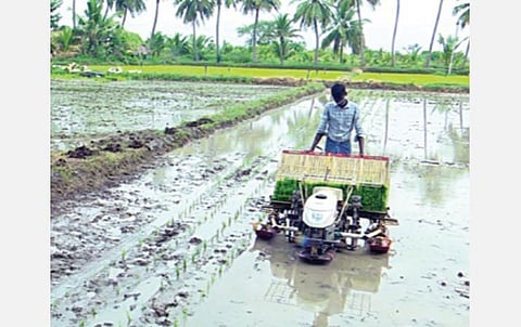 திருவாரூர் மாவட்டம் கொரடாச்சேரி அருகே இயந்திரம் மூலம் நடைபெறும் குறுவை நெல் நடவுப் பணி.