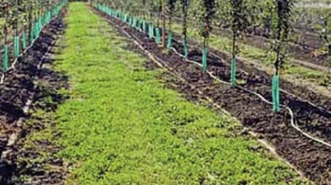 மதுரை மாவட்ட தோட்டக்கலைத்துறை துணை இயக்குனர் பொறுப்பேற்பு