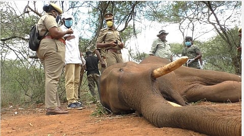 நெல்லிமலை வனப்பகுதியில் உயிரிழந்த யானை.