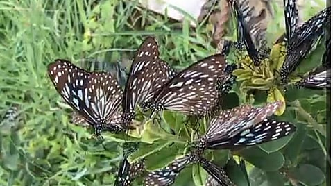 ஓசூர் வனப்பகுதியில் இருந்து நகரத்துக்குக் கூட்டமாகப் படையெடுத்த வண்ணத்துப் பூச்சிகள்