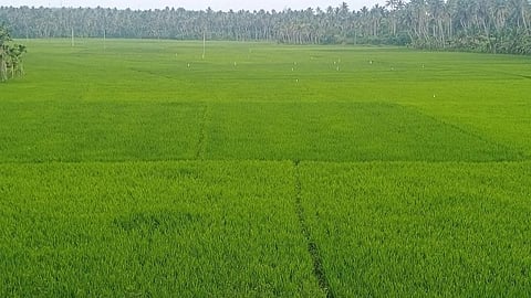 குமரியில் ஊரடங்கிற்கு மத்தியில் கைகொடுத்து வரும் 6500 ஹெக்டேர் கன்னிப்பூ சாகுபடி நெற்பயிர்கள்: விவசாயிகள் மகிழ்ச்சி