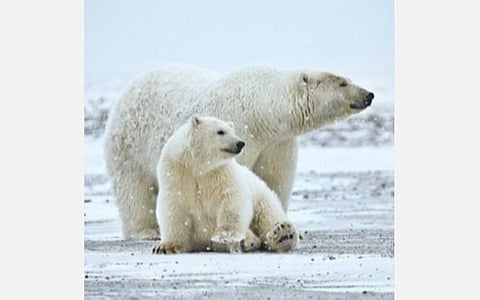 டிங்குவிடம் கேளுங்கள்: ஏன் சில பறவைகளால் பறக்க இயலவில்லை?