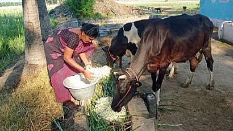 கரோனா ஊரடங்கிலும் கால்நடை விவசாயிகளுக்கு கை கொடுத்த ஆவின்; தினமும் 40 லட்சம் லிட்டர் கொள்முதல்: ஏப்ரல், மே மாதங்களில் ரூ.420.55 கோடி வருவாய்