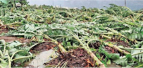 கோவை தொண்டாமுத்தூர் பகுதியில் பலத்த காற்று மற்றும் கனமழையால் சாய்ந்து கிடக்கும் வாழை மரங்கள்.