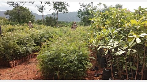 ஓசூர் வனக்கோட்டம் உரிகம் வனச்சரகத்தில் கிராம மக்களுக்கு இலவசமாக வழங்க வன ஓய்வு விடுதி முன்பு சேகரித்து வைக்கப்பட்டுள்ள 25,000 மரக்கன்றுகள்.