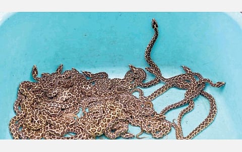 கோவை வஉசி உயிரியல் பூங்காவில் கண்ணாடி விரியன் பாம்பு ஈன்ற 33 குட்டிகள்.படம்: ஜெ.மனோகரன்