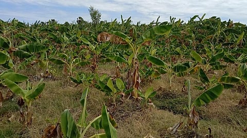 மருதூர் மேலக்கால் பாசனத்தில் வெள்ளூர் பகுதியில் தண்ணீர் இல்லாமல் கருகி வரும் வாழைப் பயிர்கள்.