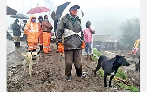 தங்களை வளர்த்த தொழிலாளர்களைத் தேடி மீட்புப் பணியின் போது சுற்றி சுற்றி வரும் நாய்கள்.