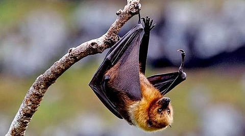 வைரஸ்களுடன் ஒரு போர்!