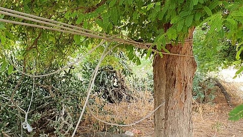 அறுந்துவிழுந்த மின்கம்பியை மரத்தில் கட்டிவைத்துவிட்டு 7 ஆண்டுகளாக மறந்துபோன மின்வாரியம்: காட்சிப் பொருளாக மாறிய மின்மாற்றி