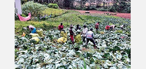 உதகை அருகே எல்லக்கண்டியில் முட்டைகோஸ் பயிர்களை அறுவடை செய்யும் பணியில் ஈடுபட்ட விவசாயத் தொழிலாளர்கள் | படம்:ஆர்.டி.சிவசங்கர்.