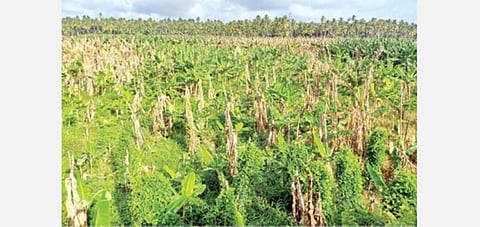 கன்னியாகுமரி மாவட்டத்தில் பெரிய வாழைத்தோட்டமான கல்படி ஏலாவில் ஊரடங்கால் வாழைக்குலைகளுக்கு விலை இல்லாததால், நேந்திரன் வாழைமரங்கள் பராமரிப்பின்றி கைவிடப்பட்டுள்ளன. படம்: எல்.மோகன்.