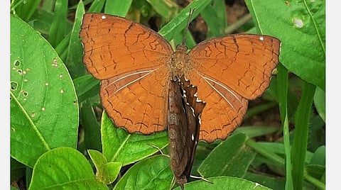 படங்கள்: செழியன்.ஜா