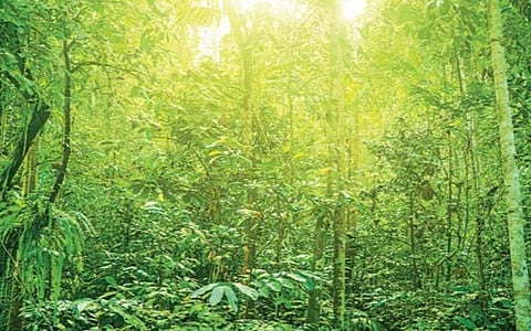 சுற்றுச்சூழல் வனங்கள் பருவநிலை மாற்றம்: அக்டோபர் 1-ம் தேதி மண்டல அலுவலகங்கள் தொடக்கம்