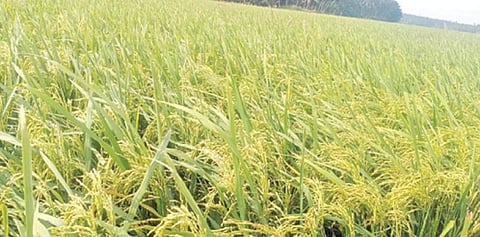 கன்னியாகுமரி மாவட்டத்தில் கன்னிப்பூ அறுவடை விரைவில் தொடங்கவுள்ள நிலையில், பெரியகுளம் ஏலா வயல்பரப்பில் விளைந்த நெல்மணிகளுடன் காணப்படும் பயிர்கள். படம்: எல்.மோகன்