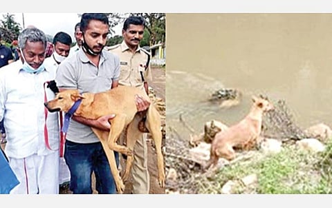 நிலச்சரிவு மீட்புக் குழுவினருக்கு உதவிய வளர்ப்பு நாய் கூவி.