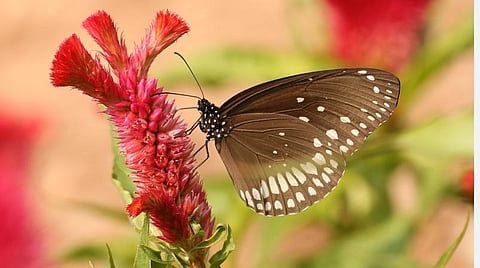 மேற்குத்தொடர்ச்சி மலைகளை நோக்கி முன்கூட்டியே தொடங்கிய பட்டாம்பூச்சிகள் இடம்பெயர்வு: 8 ஆண்டுகளில் முதல் முறை
