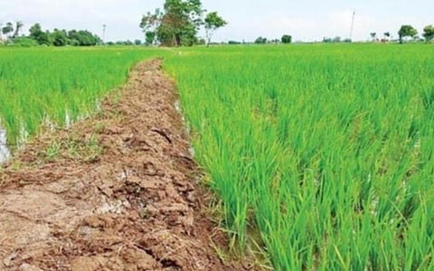 கரோனா காலத்தில் குறையாத சாகுபடி: கடந்த ஆண்டை விட 7.15% அதிகம்