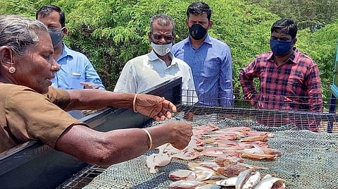 சூரிய ஆற்றல் மூலம் இயங்கும் மீன் உலர்த்தியில் மீன்களை உலர்த்தும் கோட்டுச்சேரி மேடு மீனவர்கள்.