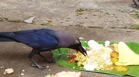 மகாளயபட்சம்... சனிக்கிழமை... காகத்துக்கு உணவு!