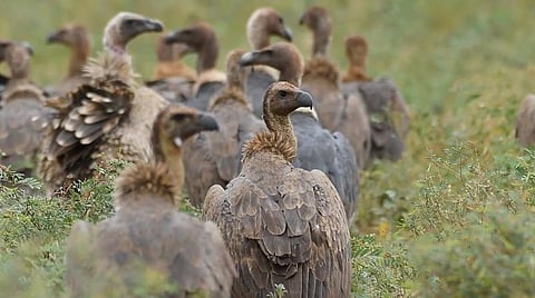 சர்வதேசப் பாறுகள் விழிப்புணர்வு தின சிறப்புக் கட்டுரை; தாழப் பறக்கும் ‘நோய் தடுப்பான்’ பாறுகள்: அழியும் பாறுகளை எப்படி பாதுகாக்கப் போகிறோம்?