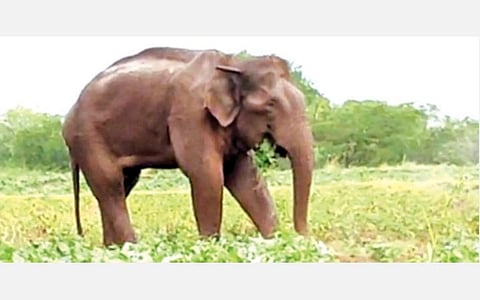 கோவை வனப் பகுதியையொட்டியுள்ள பகுதிகளில் வாயில் காயத்துடன் சுற்றி வரும் ‘மக்னா' யானை.