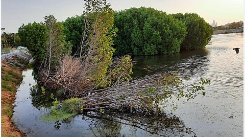 அலையாத்திக் காடுகளை அழித்து சூழலிய அழிவில் சூழலியல் பூங்கா அமைப்பதா?- சூழலியல் ஆர்வலர்கள் வேதனை