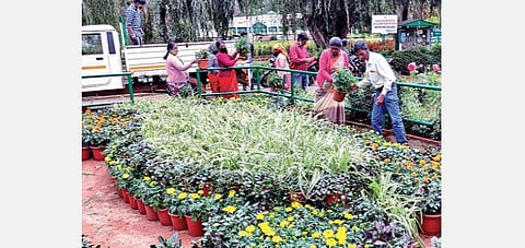 உதகை தாவரவியல் பூங்கா நுழைவுப் பகுதியில் மலர் அலங்காரப் பணியில் ஈடுபட்ட தோட்டக்கலைத் துறை ஊழியர்கள் | படம்: ஆர்.டி.சிவசங்கர்