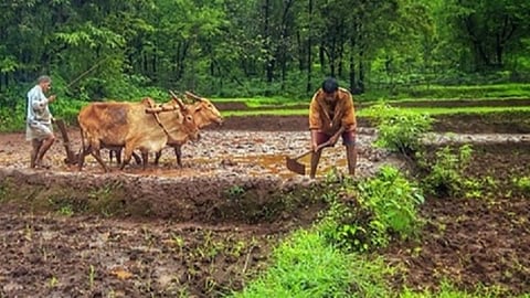 குமரியில் கிஸான் நிதியுதவி திட்டத்தில் முறைகேடு: 451 பேரின் வங்கிக் கணக்குகளை முடக்கி பணத்தைப் பிடித்தம் செய்ய ஆட்சியர் நடவடிக்கை