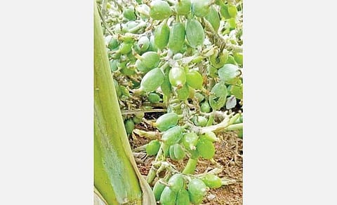 தமிழக தொழிலாளர்கள் செல்ல முடியாததால் கேரள ஏலத் தோட்டங்களில் பழுத்து விரயமாகும் காய்கள்