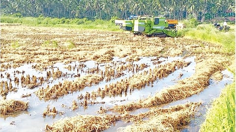 கன்னியாகுமரி மாவட்டத்தில் கனமழையால் பெரியகுளம் ஏலாவில் நெல் அறுவடை பணி பாதிக்கப்பட்டு இயந்திரங்கள் வயலோரம் நிறுத்தப்பட்டுள்ளன. நெற்பயிர்களும் வீணாகி வருகின்றன. படம்: எல்.மோகன்.
