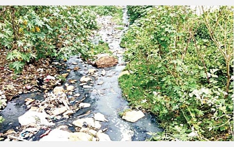 செங்கல்பட்டு நகரில் உள்ள கால்வாயில் புதர் மண்டியுள்ளது.