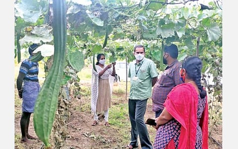 பல்லடம் பகுதியில் பந்தல் காய்கறியாக சாகுபடி செய்யப்பட்டுள்ள பீர்க்கன்காய் தோட்டத்தில் ஆய்வு மேற்கோண்டபொங்கலூர் வேளாண் நிலைய விஞ்ஞானிகள்.