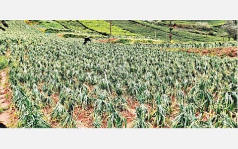 இடைத்தரகர்கள் தலையீட்டால் தவிக்கும் பூண்டு விவசாயிகள்