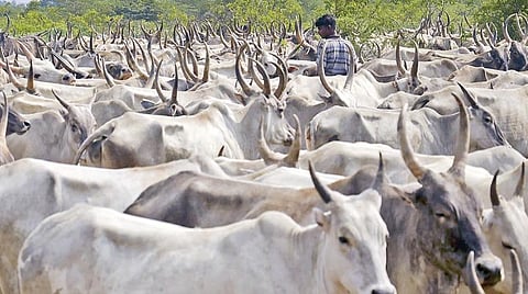 மொரீசியஸுக்கு ஏற்றுமதியான மதுரை கிடை மாட்டு சாணம்: ஊரடங்கால் கிடை மாட்டு தொழில் அழியும் அபாயம்