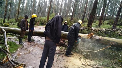 உதகை தலைகுந்தா பகுதியில் விழுந்த மரங்களை தீயணைப்புத் துறையினர் வெட்டி அகற்றினர்.
