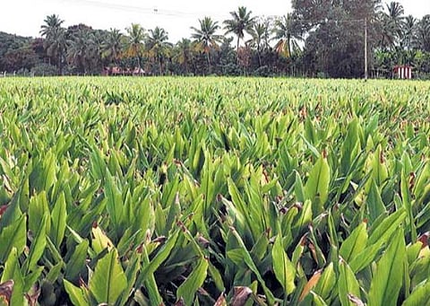 பிரதிநிதித்துவப் படம்