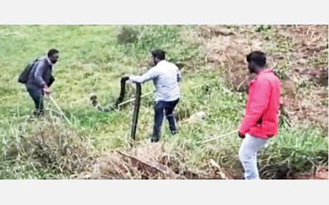 வால்பாறையில் பிடிபட்ட 12 அடி நீளமுள்ள ராஜ நாகம். 