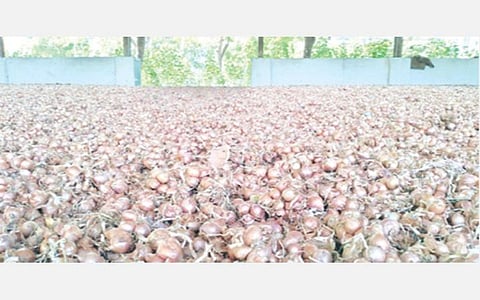 மானாவாரி நிலங்களில் விதைப்பதற்காக புதூர் ஒழுங்குமுறை விற்பனைக்கூட வளாகத்தில் அமைந்துள்ள உலர்களத்தில் விவசாயிகள் விதை வெங்காயத்தை காய வைத்துள்ளனர்.