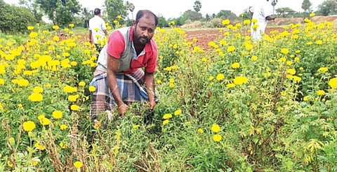வலையபட்டி பகுதியில் விலை குறைவால் பறிக்காமல் விடப்பட்டுள்ள செவ்வந்திப் பூக்கள்.