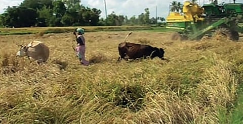 அய்யம்பேட்டையில் கால்நடைகளுக்கு தீவனமான நெற் பயிர்கள்.