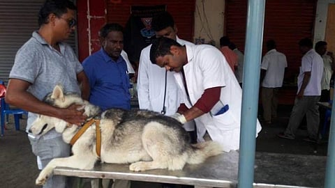 செல்லப் பிராணியே என்றாலும் எச்சரிக்கை தேவை: அரசு கால்நடை மருத்துவரின் ரேபீஸ் நோய்த் தடுப்பு விழிப்புணர்வுப் பேட்டி